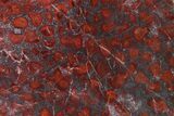 Polished Stromatolite (Collenia) Slab - Minnesota #326055-1